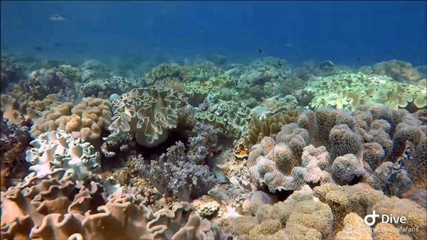 Diving Paradise Garden Anda Bohol