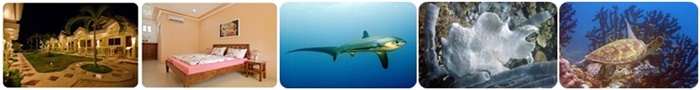 diving malaoascua island thresher sharks