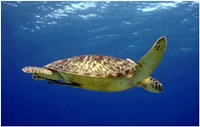 diving balicasag island turtle
