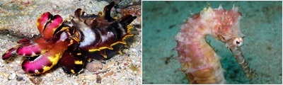 diving dauin